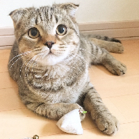 にゃんこいち~Cat lovers market