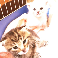 道の駅ウトナイ湖にゃんこいち